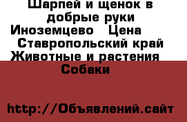 Шарпей и щенок в добрые руки Иноземцево › Цена ­ 1 - Ставропольский край Животные и растения » Собаки   